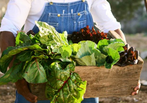 Improving Air Quality and Health: Dr. Bill Releford's Journey as a Holistic Agriculture Leader